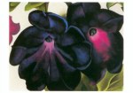 O'Keeffe Georgia; Schwarze und violette Petunien , 1925